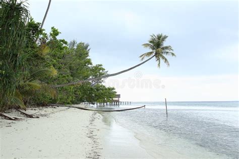 Tropical White Sand Beach Stock Photo Image Of Island 66764652