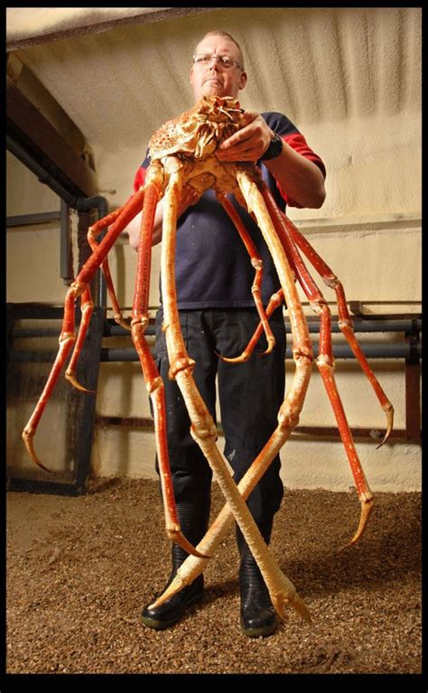 Meet Crabzilla The Largest Crab Ever Caught Bit Rebels