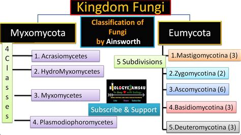 Fungi Kingdom Examples