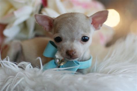 6 Week Old Teacup Chihuahua Pets Lovers