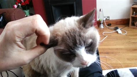 Many cat carers always wonder how long cats live for. My 21 year old cat - YouTube