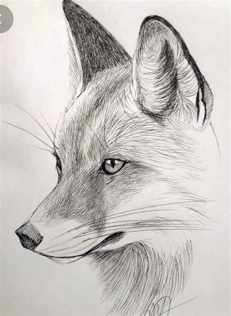 Animal Drawings In Pencil