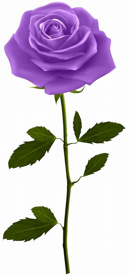 Purple Rose Stem Clip Clipart Roses Transparent