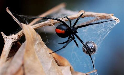13 Spider In Black The Worlds Most Dangerous Spiders Warning