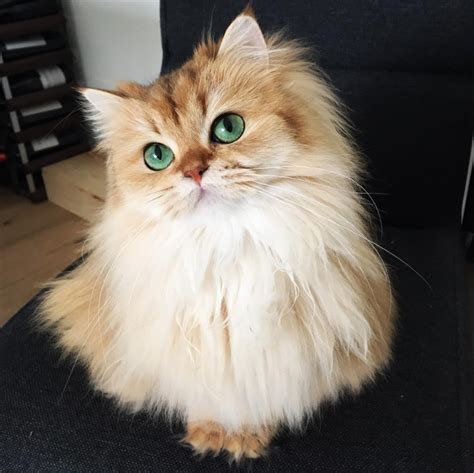 Meet Smoothie The Most Photogenic Cat In The World Pictolic