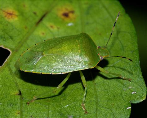 Green Stink Bug Chinavia Hilaris Hemiptera Pentatomidae 1366044