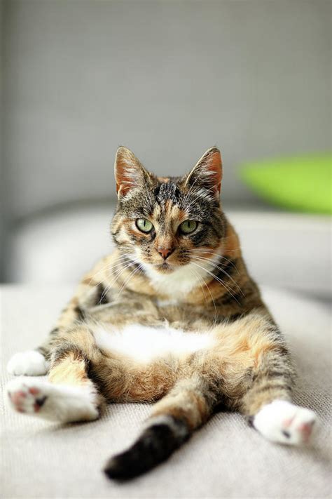 Cat Sitting Upright In Amusing Pose On Couch Photograph By Marcel Ter