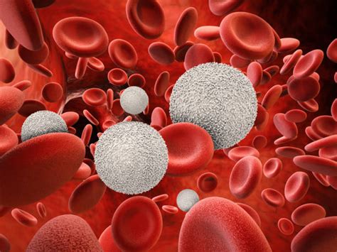 Best White Blood Cell Stock Photos Pictures And Royalty Free Images Istock