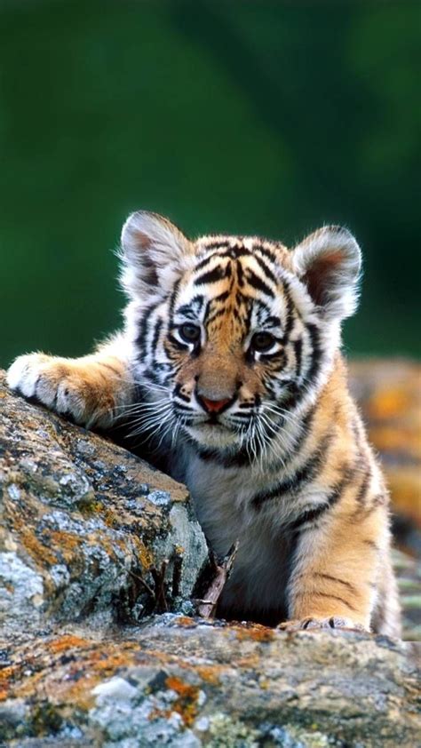 Pin On Baby Tigers