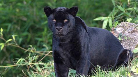 Last and next matches, top scores, best players, under/over stats, handicap etc. Rescued black leopard dies; wildlife officials yet to ...