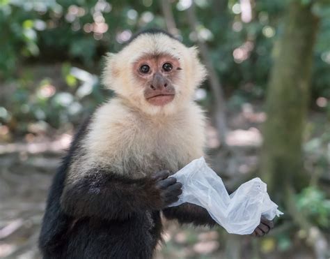 Do Capuchin Monkeys Make Good Pets What You Should Know Pet Keen