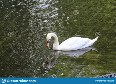 Lonely White Swan On The Water Stock Image Image Of Large Summer