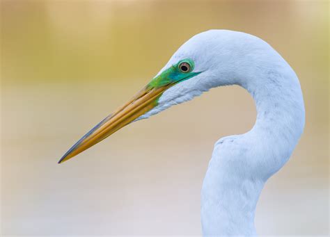 5 Secrets for Stunning Creative Bird Photography