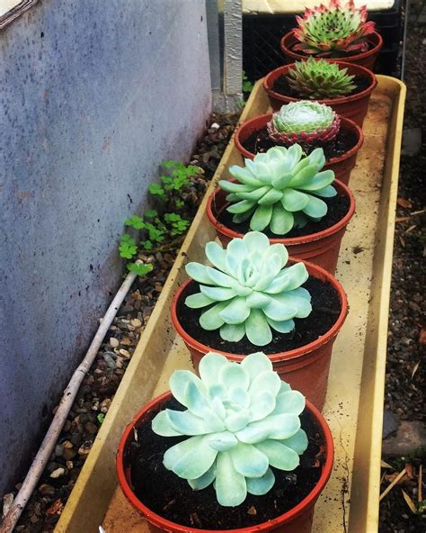 Gorgeous Succulents Plants Our Gardener Has Been Growing In Our Green Housethese Look Great