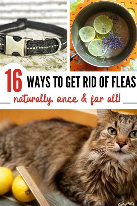 Maybe you would like to learn more about one of these? How to Get Rid of Fleas: 16 Effective Home Remedies for ...