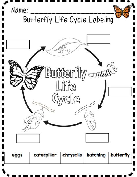Worksheet Life Cycle Grade 4 5