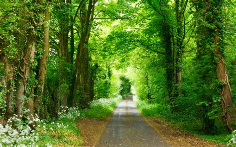 Download Wallpaper 3840x2400 Forest Path Park Summer Green 4k Ultra Hd 1610 Hd Background