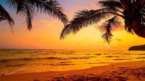 Ocean Waves Palm Trees On Beach Sand In Light Yellow Sky Background During Sunset Sunset Hd