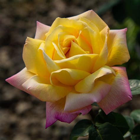 Peace Hybrid Tea Rose Hybrid Tea Roses Edmunds Roses