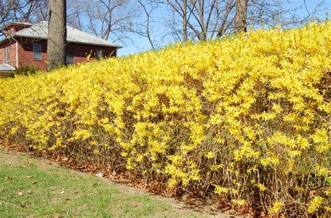 Best Shrubs For Sun With Colorful Flowers