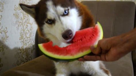 Watermelon Treat For My Husky Summer Treat Time Youtube