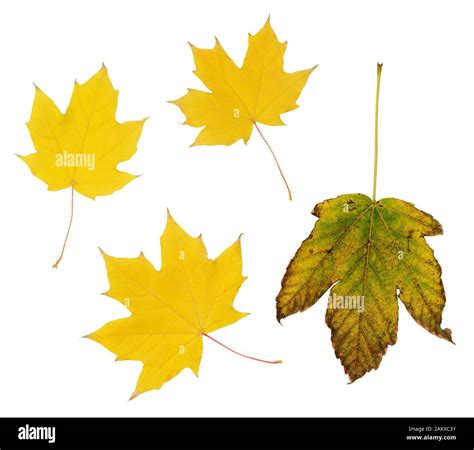 Autumn Maple Leaves Isolated On White Stock Photo Alamy