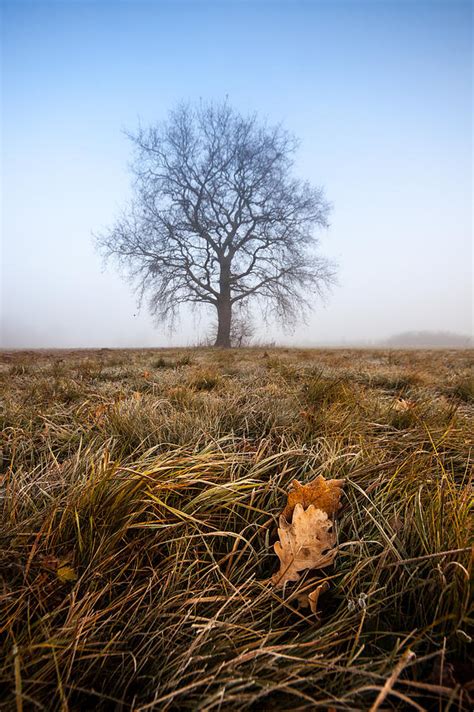 The Lone Oak Photograph By Davorin Mance