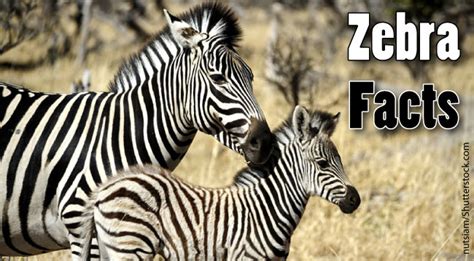Zebra Facts For Kids And Adults Information Pictures And More