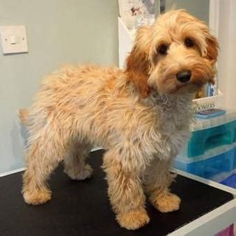 Lol, i am thinking to again chop them, but my first mistake: Grooming Cuts - British Cockapoo Society