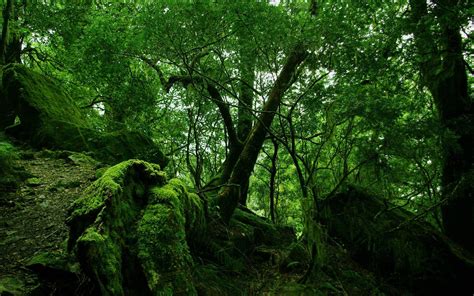Rain Forest Wallpapers Wallpaper Cave