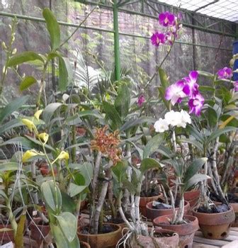 Mulailah dengan langkah 1 di bawah ini untuk mendapatkan informasi lebih. 9 Cara Menanam Anggrek di Pot