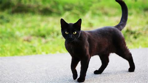 The Black Cat That Changed Her Mind Guideposts