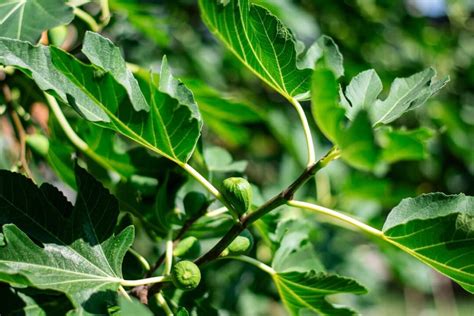 Propagating Fig Trees A Sweet Guide To Growing Your Own Fruits