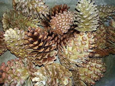 Bleached Pine Cones Merry Merry Pinterest