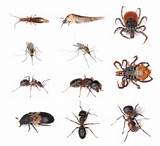 Texas Pest Identification Images