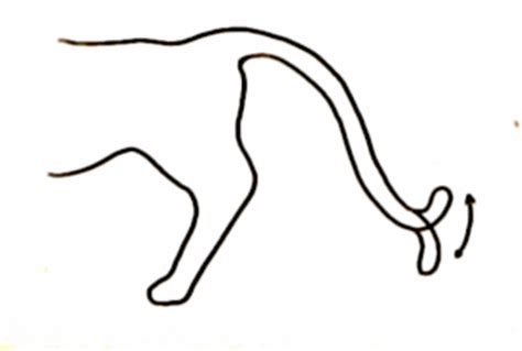 While a lashing cat tail usually implies anger, a little bit of twitching does not necessarily mean that. Flick Dot Buzz . com - Website for cats and cat lovers
