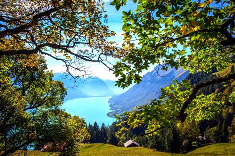 Brienz Switzerland Mountains Lake Scenery Branches Hd Wallpaper