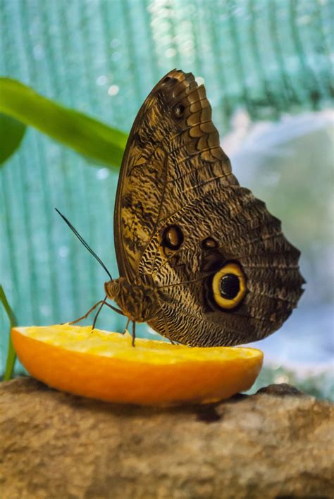 Real framed butterfly 'papilio memnon' great mormon. Butterfly Caligo Memnon or Owl by Aistė Kančauskaitė (With ...
