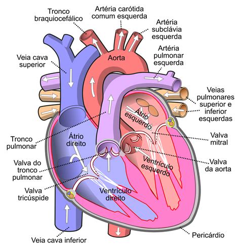 Válvula Aórtica Wikipédia A Enciclopédia Livre Heart Valves Anatomy