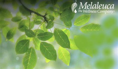 Melaleuca Review, Is Melaleuca Scam or Legit? - NOI