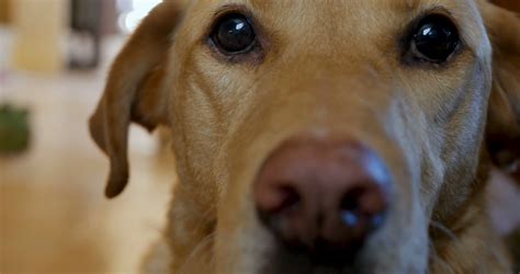 Extreme Close Up Portrait Of Dog Looking At Stock Footage Sbv 322340959