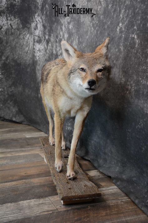 Full Body Coyote Taxidermy Mount For Sale Sku 1660 All