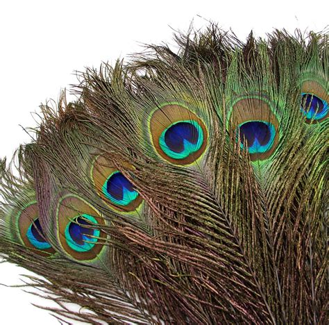 Wholesale Natural Real Peacock Feathers 25 30CM/10 12 inch ...