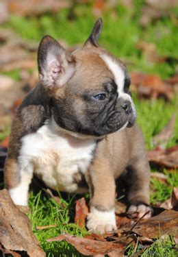 Good morning french bulldog puppies!! Toy Bulldogs | Wow Blog