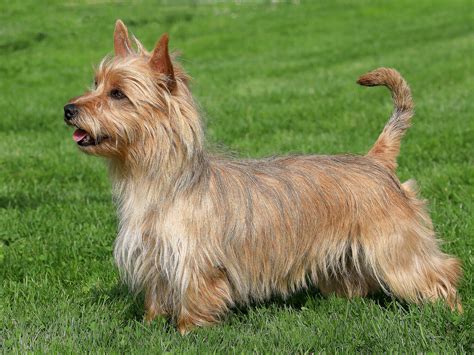 Australian Terrier - Dog Breed history and some interesting facts