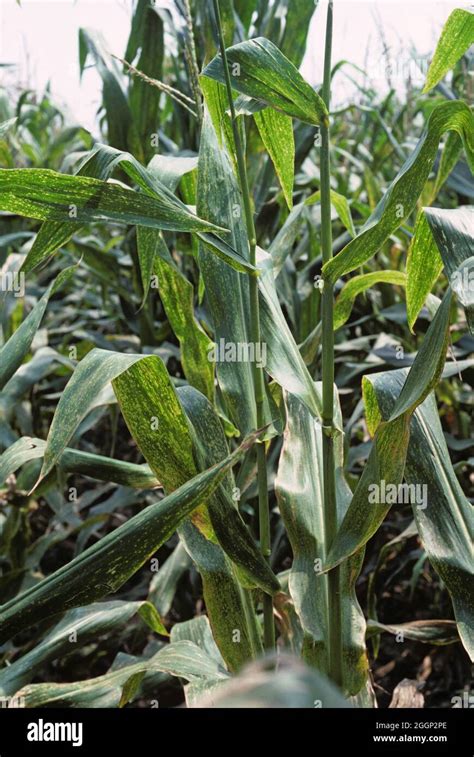 Maize Eyespot Kabatiella Zeae Fungal Disease Infection And Lesions On