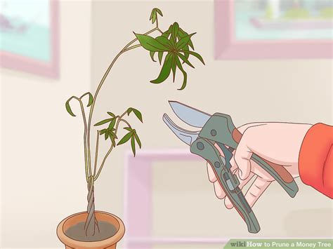 We did not find results for: How to Prune a Money Tree: 12 Steps (with Pictures) - wikiHow