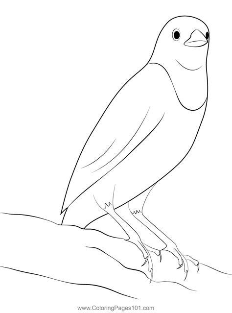 Stand On Top Blackbird Coloring Page For Kids Free New World