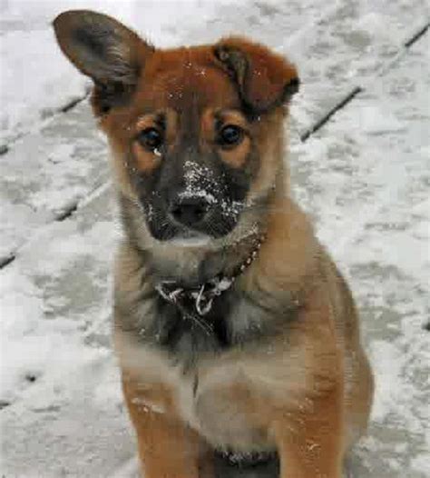Hello my name is yoda. Australian Shepherd Golden Retriever Mix Puppies For Sale