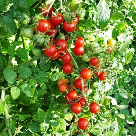 Humboldtii Tomaten Samen Bestellen Chili Shop24de